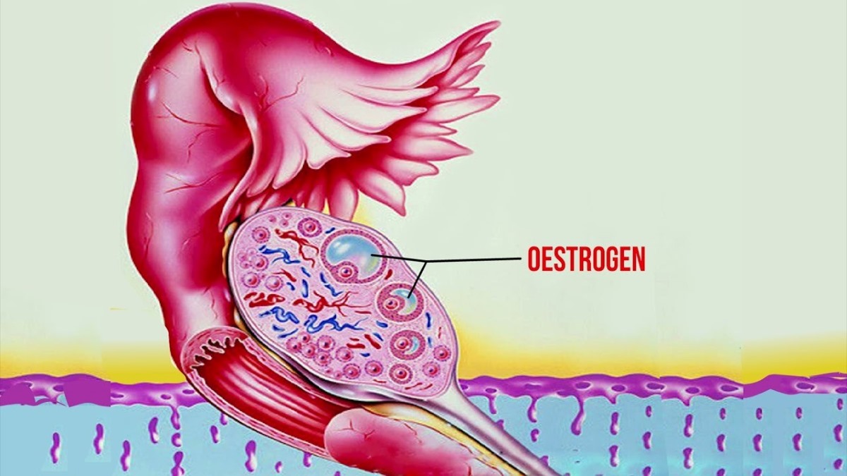 Oestrogen là một người làm tăng tâm trạng (yay!), và giảm sự thèm ăn. - hình 2